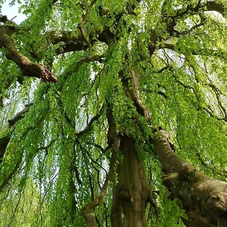 6 Person In Oster Assels-by Traum