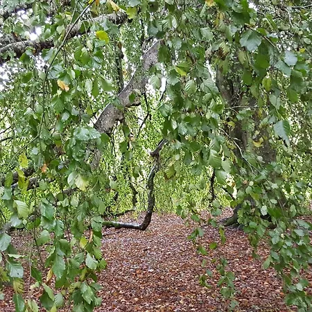 بيت للعطل 6 Person In Oster Assels-by Traum